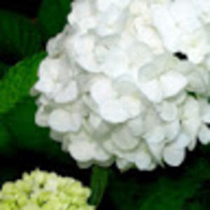 Meet your Posher, Suzanne